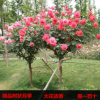 樹狀月季樹形樹樁月季花苗高檔植物稀奇大花濃香當年開花