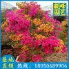 多色三角梅批發 福建基地直銷 多規格供應 量大從優
