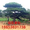 熱銷(xiāo)造型黑松 造型黑松 歡迎實(shí)地考察 多年生造型黑松
