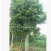 山東樸樹(shù)批發(fā) 新品種植多種規(guī)格樸樹(shù) 貨源充足景觀綠化樸樹(shù)