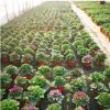 大棚基地批發瓜葉菊 富貴菊 時令花卉盆栽 工程苗木