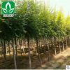 供應綠化苗木 金葉榆 金葉榆樹苗 高嫁接 矮嫁接量大優惠