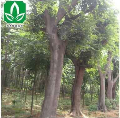 苗木基地供應園林綠化苗三角楓小苗 優質三角楓批發 成活率高