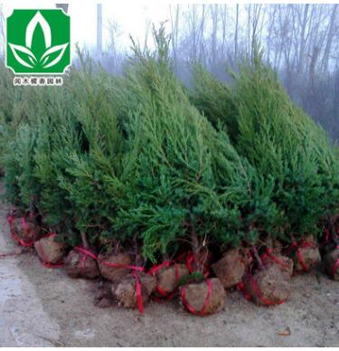 檜柏批發花卉林木綠化 檜柏 側柏 市政園林 工程綠化 苗木植物