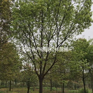 大量供應15-30公分香樟