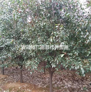 供應高桿紅葉石楠2-12cm