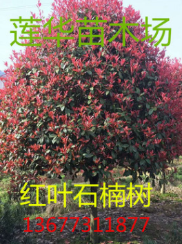 紅葉石楠火焰紅，行道樹，林陰庭院佳品，顏色鮮艷，產地直綃