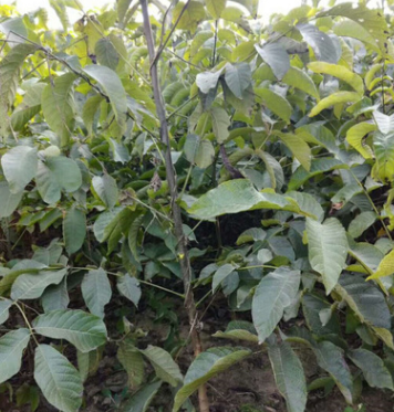 基地批發(fā)香菱核桃苗 全國(guó)直銷 品種多樣齊全 高產(chǎn)量核桃苗送技術(shù)
