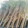 10公分征地桂花樹 量大從優(yōu) 廠家直銷 優(yōu)良品質(zhì)