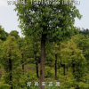 街道綠化驅(qū)蚊美觀凈化空氣遮陽(yáng)光香樟樹香樟苗大葉樟庭院綠植