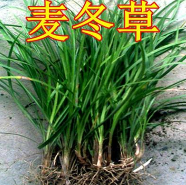 直銷庭院綠化植物 花壇別墅地被植物細(xì)葉麥冬草麥冬草大葉麥冬苗