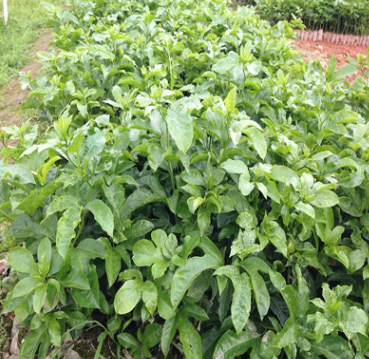 百香果苗 百香果樹苗 紫香一號 雞蛋果苗西番蓮苗 當年結果樹苗