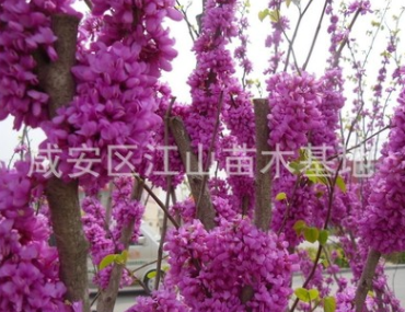 紫荊花樹苗批發(fā)50-100cm，紫薇小苗包郵綠化苗木滿條紅