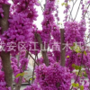 紫荊花樹苗批發(fā)50-100cm，紫薇小苗包郵綠化苗木滿條紅