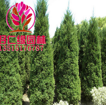 塔松 塔柏 塔檜 檜柏 0.5-1-2-3-4m高全規格基地直供