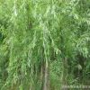 基地批發(fā)綠化苗木垂柳小苗 行道樹(shù)垂柳樹(shù)苗 園林綠化柳樹(shù)苗
