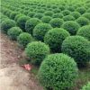 湖南苗木基地供應(yīng)小葉女貞苗球類小葉女貞市政園林綠化工程苗木