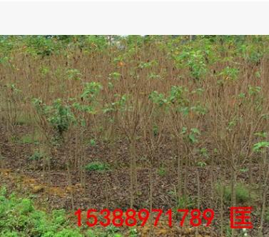 苗農種植戶直銷櫻花 胸徑2-10公分櫻花樹 引進日本正宗櫻花苗