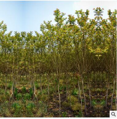 基地直銷 綠化細葉紫薇樹大葉紫薇大花紫薇百日紅園林景觀紫薇