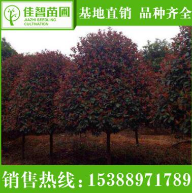 批發工程綠化紅葉石楠 紅葉石楠樹苗 高桿道路紅葉石楠樹苗