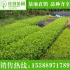 長期供應園林綠化苗木灌木球大葉梔子 工程園林綠化苗木大葉梔子