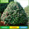 基地直銷 茶花苗 茶花樹大小工程茶花樹綠化苗 耐旱耐寒四季常青