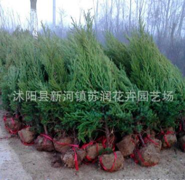 基地批發檜柏塔柏 蜀檜小苗 綠化工程苗木 規格齊全品種齊全