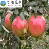 批發(fā)果樹(shù)苗 突尼斯軟籽石榴樹(shù)苗 甜石榴苗 優(yōu)質(zhì)品種石榴小苗