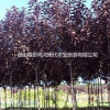 4-10cm紫葉李大量供應