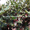 供應各種規格枸骨冬青