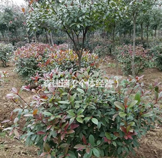 安徽，浙江，紅葉石楠。