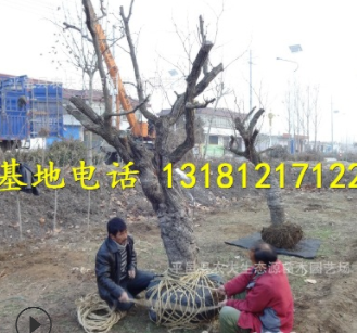 山東大棗樹基地批發占地大棗樹大規格棗樹直徑20-25-30公分大棗樹