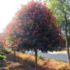 紅葉石楠 高桿紅葉石楠 量大從優(yōu) 價格面議 規(guī)格齊全