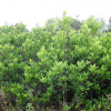 綠化苗木優(yōu)質(zhì)彩葉灌木法國(guó)冬青