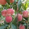秋彤桃樹(shù)苗 晚熟桃苗 9月中下旬桃樹(shù)品種 新品種個(gè)大離核晚熟