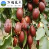 國(guó)光大棗苗 直銷(xiāo)棗樹(shù)苗 紅棗樹(shù)苗 嫁接果樹(shù)苗 掛果多 苗圃苗 嫁接