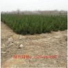 供應塔柏/蜀儈 祿興綠化苗木基地陜西塔柏/儈柏價