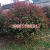 安徽滁州紅葉石楠球大量低價(jià)供應(yīng)
