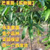 果苗 果樹(shù)苗 芒果苗 金煌芒 臺(tái)農(nóng)一號(hào) 紅貴妃 凱特 四季蜜芒