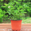 室內綠植盆栽神奇驅蚊香草驅蚊草苗種子蚊凈香草夏天不再怕蚊子咬