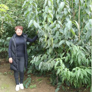 種植基地?zé)豳u適應(yīng)性強(qiáng)杜仲樹苗 藥用價(jià)值高杜仲樹苗