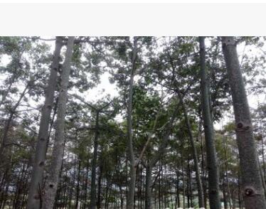 美麗木棉綠化小樹胸徑10公分15公分20公分30公分批發(fā)