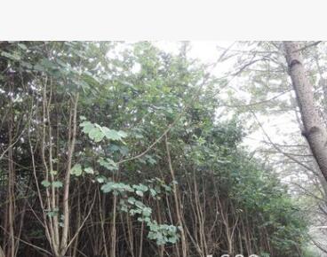 洋紫荊樹苗小數(shù)觀賞洋紫荊花6公分10公分胸徑