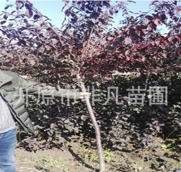 密枝紅葉李樹3-5公分 紅葉李樹 密枝紅葉李容器苗