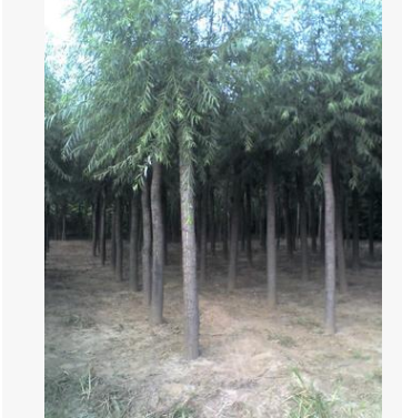 最新產地旱柳樹價格 平頭旱柳廠家批發報價河北旱柳苗價格