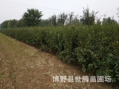 保定苗圃供應叢生金銀木 獨桿金銀木苗子