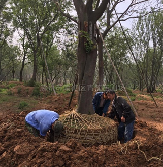 樸樹2行情報價\樸樹2圖片展示