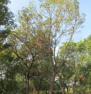 樸樹【安徽合肥】