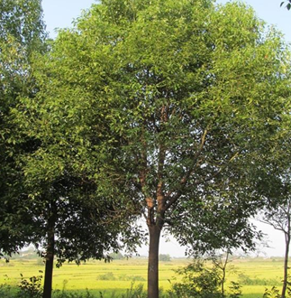 各種規(guī)格香樟【合肥】