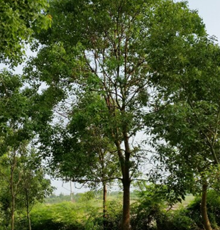 烏桕【安徽合肥】